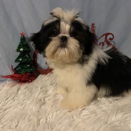 Riley - Tricolor male Shih Tzu puppy in Tenino, Washington from Fantasy Realm Shih Tzus