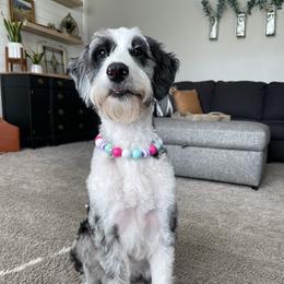 Navy "bean" - Aussiedoodle