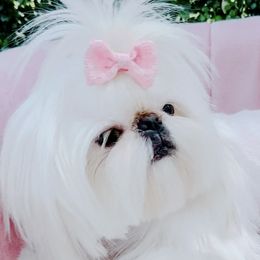 Pina Colada - Shih Tzu