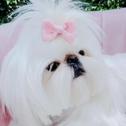 Pina Colada - Shih Tzu