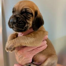 Boy 5 - Red male Bloodhound puppy in Paoli, Indiana from Houndsarunning Bloodhounds