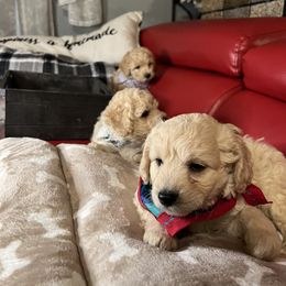 Maltipoo Puppies from Maria Ramirez
