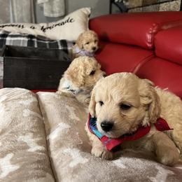 Maltipoo Puppies from Maria Ramirez