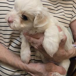 Manchester - White male Havanese puppy in Silver Spring, Maryland from GoldDust Havanse