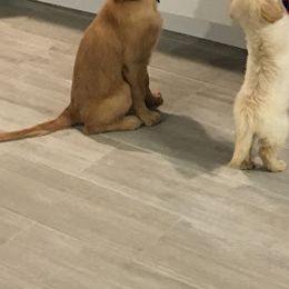 "patiently waiting" Golden Retriever Puppies from Golden Acres LLC