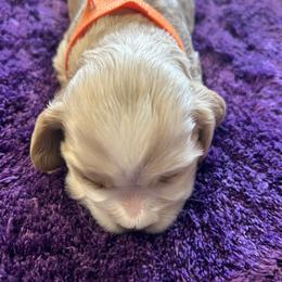 Orange - Buff and white female Cocker Spaniel puppy in Philpot, Kentucky from Country Cockers