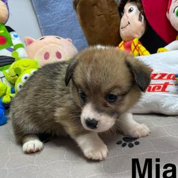 Mia - Sable female Pembroke Welsh Corgi puppy in Apison, Tennessee from Ashmore Corgis