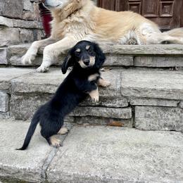 Dachshund Puppies from Golden Creek Farm