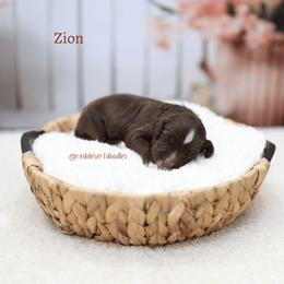 Boy 5 - male Australian Labradoodle puppy in Hurricane, Utah from Red Desert Doodles