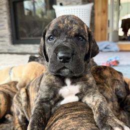 Leia - Brindle female Great Dane puppy in Michigan from Ohana Great Danes of Michigan