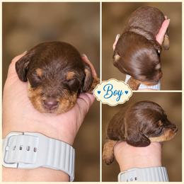 Boy 3 - Chocolate male Dachshund puppy in Strong, Arkansas from Dachshunds R Us