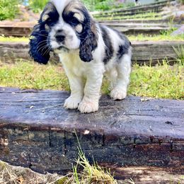 Cocker Spaniel Puppies from Sylvan Acres Spaniels