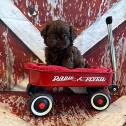 Kayce - Chocolate male Shih Tzu puppy in Success, Missouri from Sweet Success
