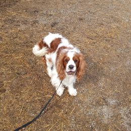 Sweet Potato Pie - Blenheim male Cavalier King Charles Spaniel puppy in Terrell, Texas from Ashley Nicole Ranch