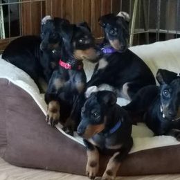 Manchester Terrier Puppies from Linda Sansom's Manchester Terriers