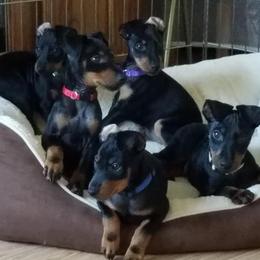 Manchester Terrier Puppies from Linda Sansom's Manchester Terriers