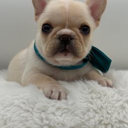 Holly - Cream female French Bulldog puppy in Largo, Florida from Big Daddy Frenchies