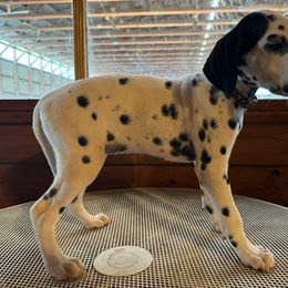 Boy - Brown Paw Print Collar - Ear Patch - Dalmatian puppy from Tally Ho Dalmatians