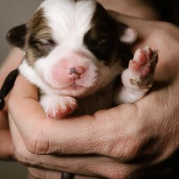 Riley - Sable female Pembroke Welsh Corgi puppy in South Otselic, New York from Ridge Top Corgis