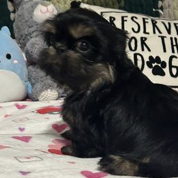 Poodles and Shih Tzus from Pauley’s Shihtzus and Poodles