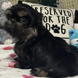 Poodles and Shih Tzus from Pauley’s Shihtzus and Poodles