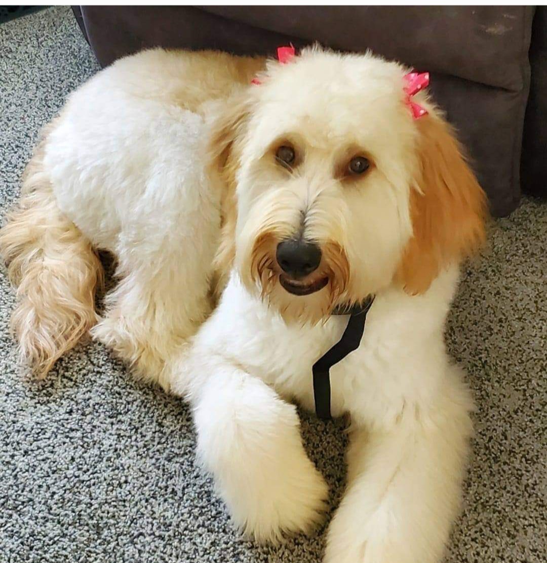 Belle - Goldendoodle