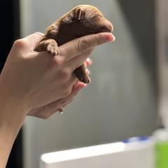 Whoodle Puppies from Perri’s Whoodles