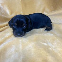 Katy - Black and tan female Dachshund puppy in Richmond, Virginia from Paw Prints