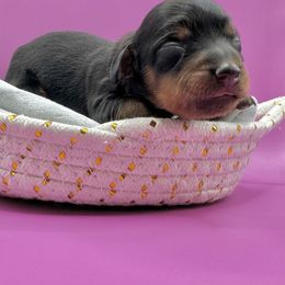 Black tan girl Lh - Black and tan female Dachshund puppy in Lakeland, Florida from Elite Doxies Florida