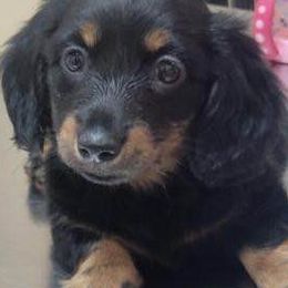 Dachshunds from Boon Farms