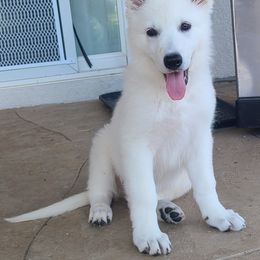 Berger Blanc Suisse Puppies from Absolute Dream White Swiss Shepherds