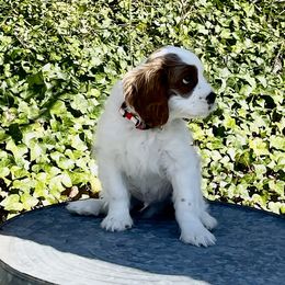 Freddy Puppy 1 - Blenheim Cavalier King Charles Spaniel puppy in Asheboro, North Carolina from Farmwood Cavaliers