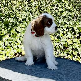 Freddy Puppy 1 - Blenheim Cavalier King Charles Spaniel puppy in Asheboro, North Carolina from Farmwood Cavaliers
