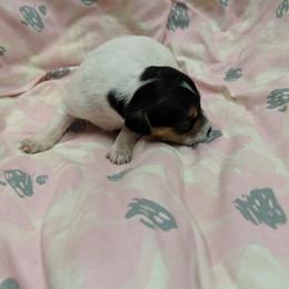 Parson Russell Terrier Puppies from Heather Florez