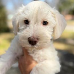 Romeo therapy line AKC Black collar White Choco classic - Liver male Miniature Schnauzer puppy in Temple, Texas from Schnauzers Of Taylor