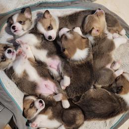 Pembroke Welsh Corgi Puppies from South Texas Corgis
