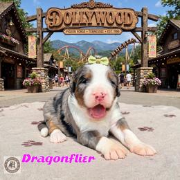 Dragonflier - Blue merle female Bernedoodle puppy in Banner Elk, North Carolina from Walnut Tree Bernedoodles