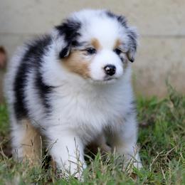 Boy 5 - male Australian Shepherd puppy in Chico, California from Brody Aussies