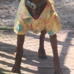 lexie - Miniature Pinscher