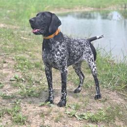 German Shorthaired Pointer puppies from Snell's Superior Kennel Dobermann & GSP
