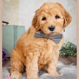 Bob - Red  male Goldendoodle puppy in Connersville, Indiana from Deaz Doodle Ranch