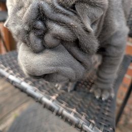 Girl 4 - Blue dilute female Chinese Shar-Pei puppy in Autryville, North Carolina from T&D'S Razen Wrinkles Shar-pei