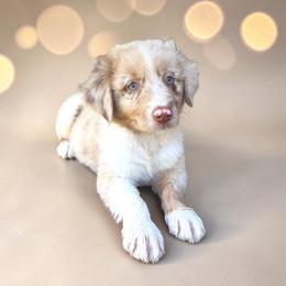 Sterling - Red merle male Australian Shepherd puppy in Statesville, North Carolina from Charming Australian Shepherds