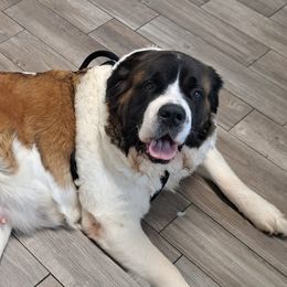 Saint Bernards from Sweet Carolina Saints