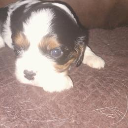 Princess Leia - Tri-color female Cavalier King Charles Spaniel puppy in Franklin, North Carolina from Cavaliers of the County Macon