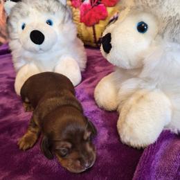 Roxanne - Chocolate female Dachshund puppy in Eureka, California from Wigglebutts Mini Dachshunds