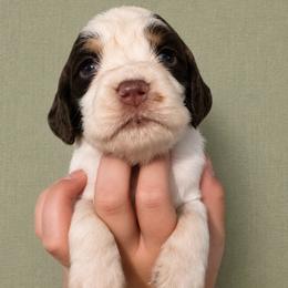 Gus Gus - Liver white and roan male English Springer Spaniel puppy in Fort White, Florida from Thunderbird Springers