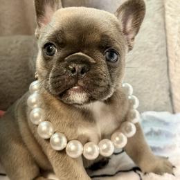 Holly - Blue fawn female French Bulldog puppy in Kalispell, Montana from Grace & Grit Frenchies