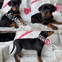Black Collar - Black and mahogany female Rottweiler puppy in Washington, Pennsylvania from McWreath Rottweilers