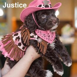 Justice - Chocolate female Australian Labradoodle puppy in Dawson, Georgia from Still Pond Australian Labradoodles